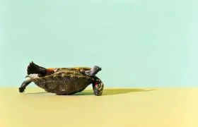 چرا نرخ تبدیل گوگل ادز پایین است؟ | راهنما و راه حل مشکل