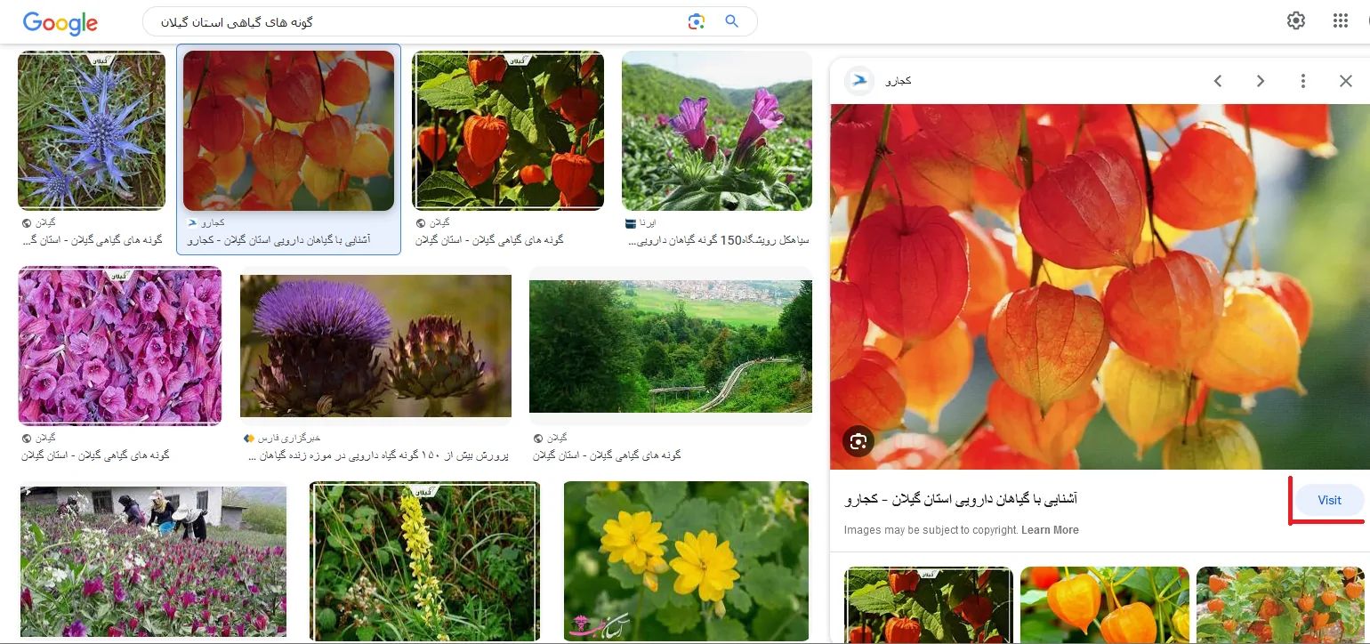 سئو چگونه کار می کند